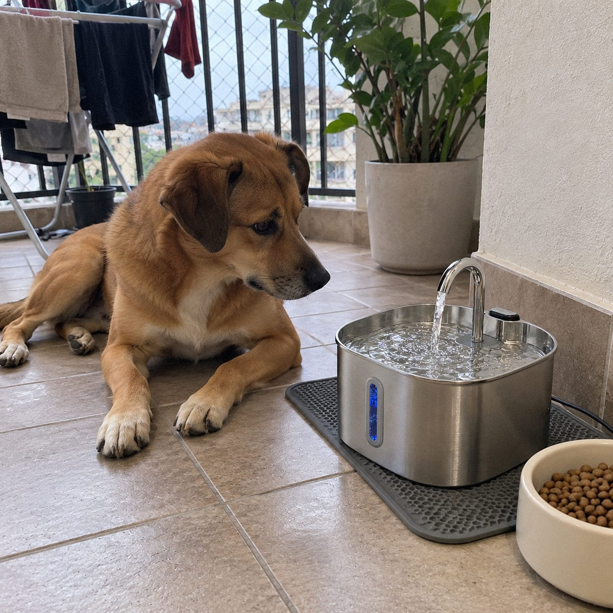 Cascata · Fonte de água inox pra pet (no dia a dia)
