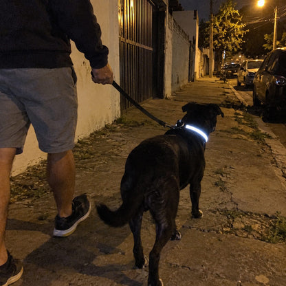 Vagalume · Coleira de LED recarregável (em uso)