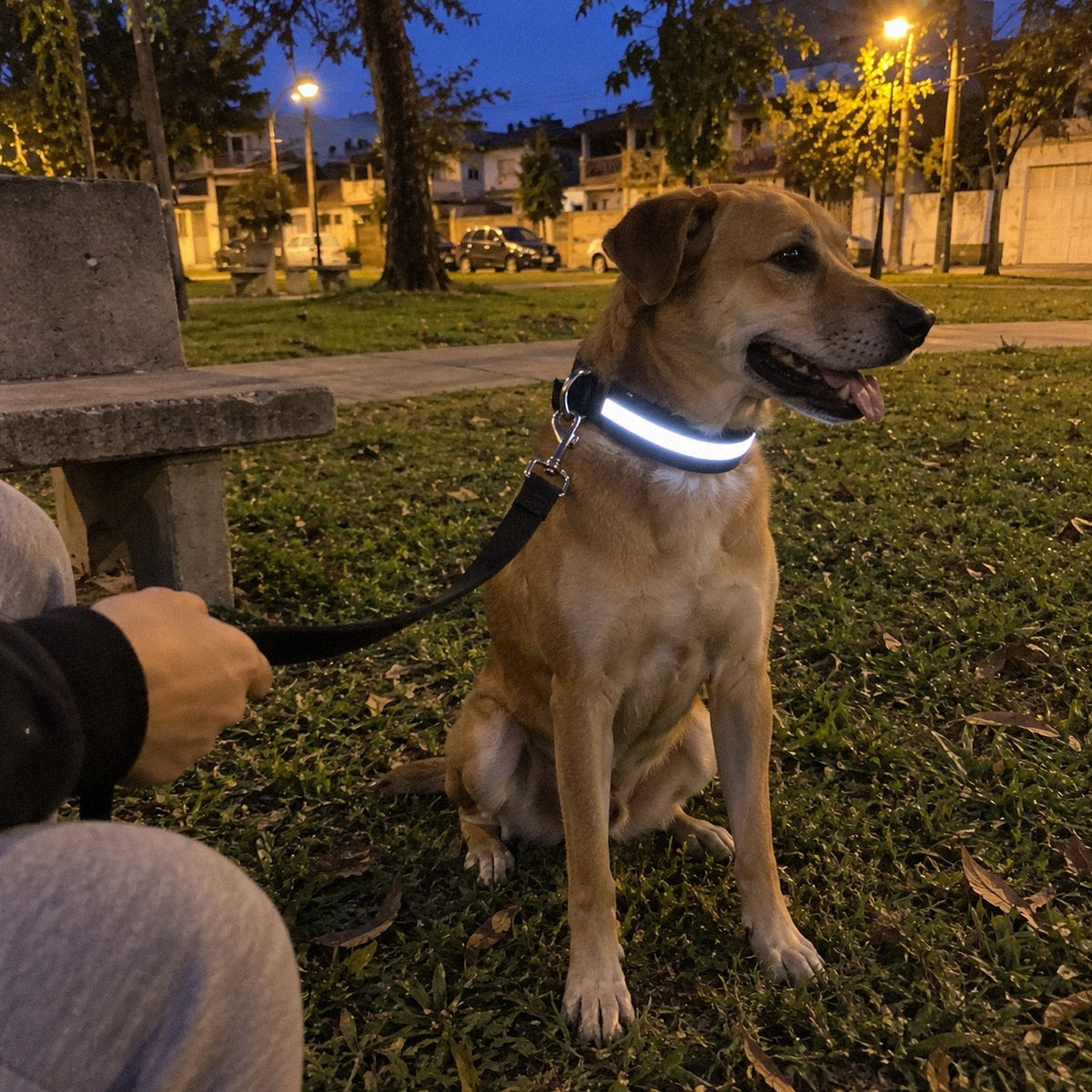 Vagalume · Coleira de LED recarregável (no dia a dia)