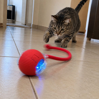 Bolota · Bola automática com rabinho pra gato (em uso)