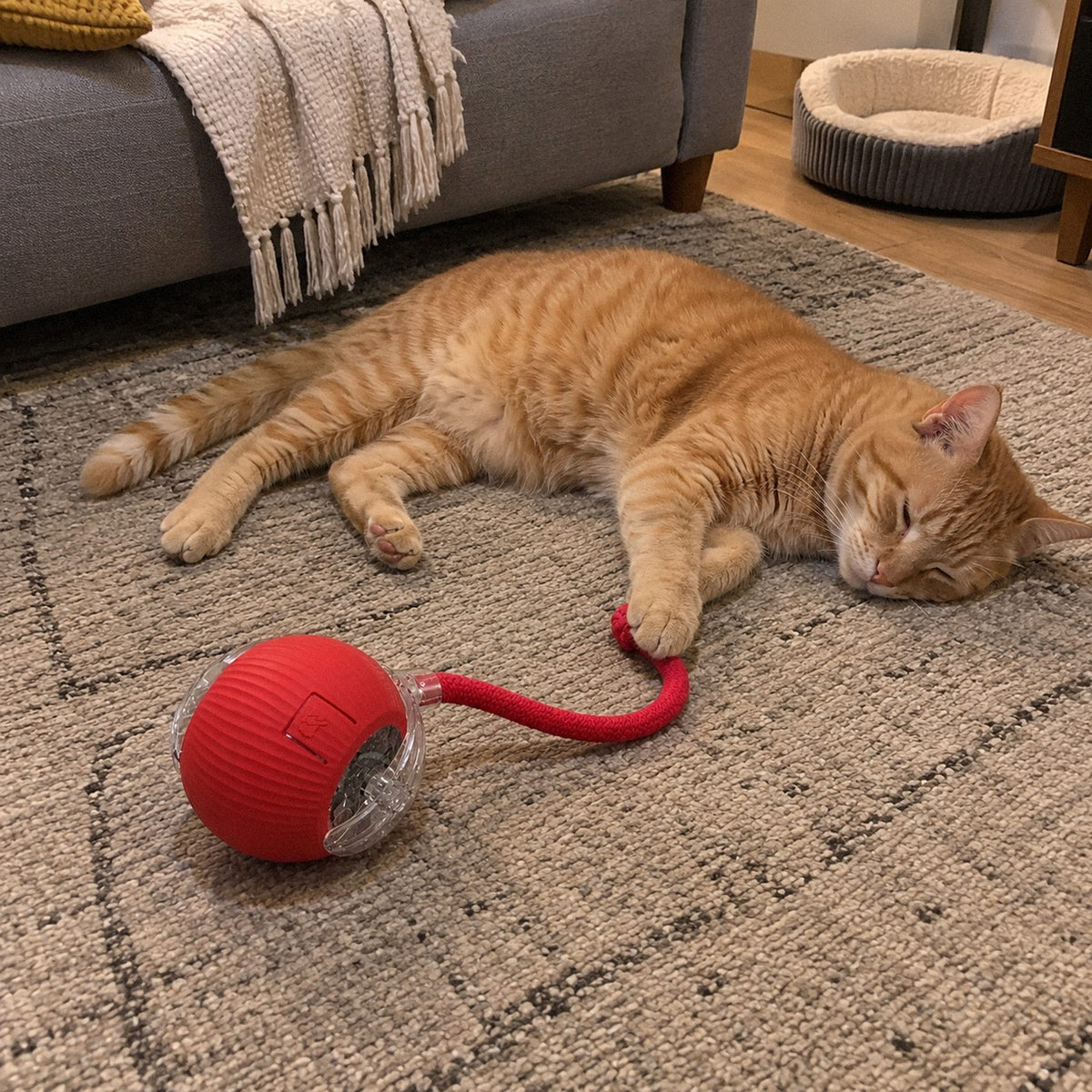 Bolota · Bola automática com rabinho pra gato (no dia a dia)