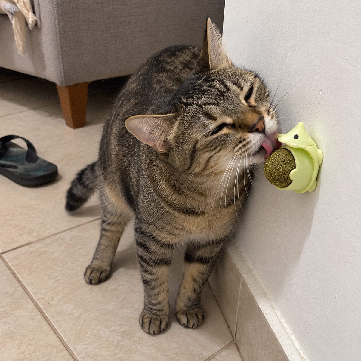 Ouriço · Bola de catnip de parede (em uso)