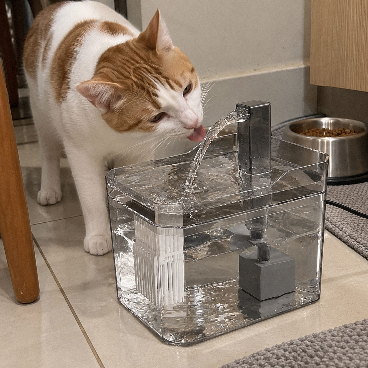 Riacho · Fonte de água pra gatos (em uso)